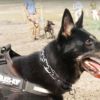 Dog handlers not licensed to work security | The Dickinson Press